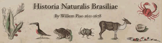 Piso, Willem - Historia naturalis Brasiliae ... : in qua non tantum plantae et animalia, sed et indigenarum morbi, ingenia et mores describuntur et iconibus supra quingentas illustrantur