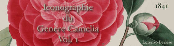 Berlse, Lorenzo - Iconographie du genre Camellia, ou, Description et figures des Camellia les plus beaux et les plus rares / peints d'aprs nature dans les serres et sous la direction de l'abb Berlse par J.-J. Jung ; accompagnes d'un trait complet sur la culture speciale de cette plante et sur les soins qu'elle exige pour fleurir abondamment par l'abb Berlse.