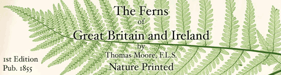Bradbury, Henry Riley - The ferns of Great Britain and Ireland (1855) / by Thomas Moore ; edited by John Lindley ; nature-printed by Henry Bradbury.